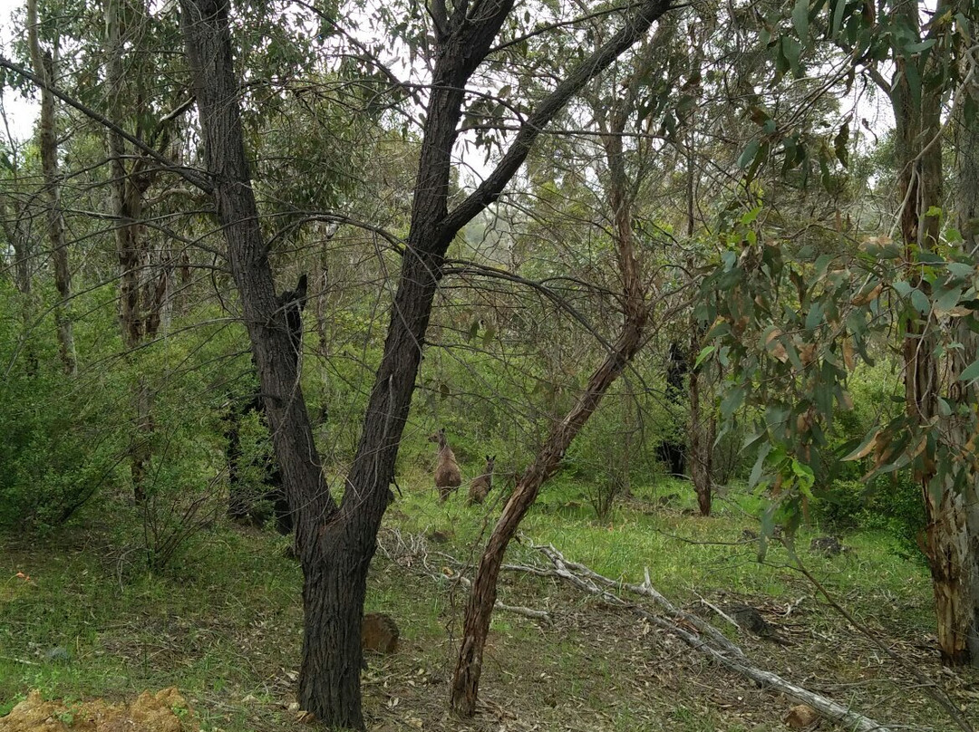 Walyunga National Park景点图片