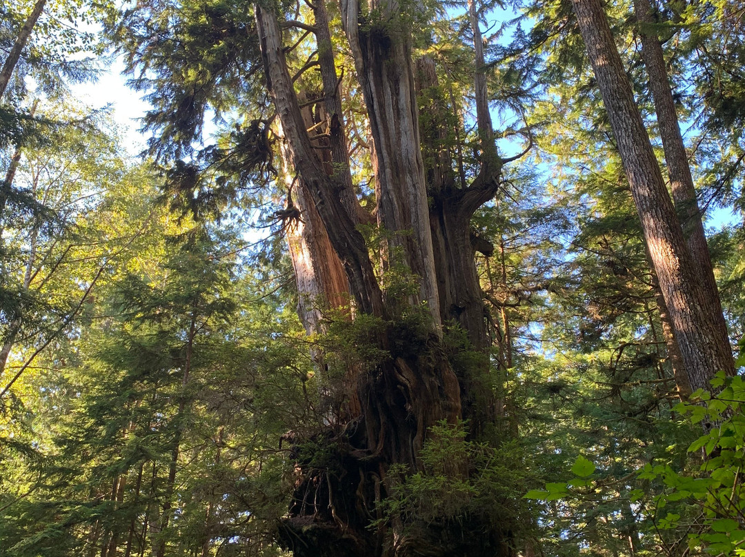 Big Cedar Tree Kalaloch景点图片