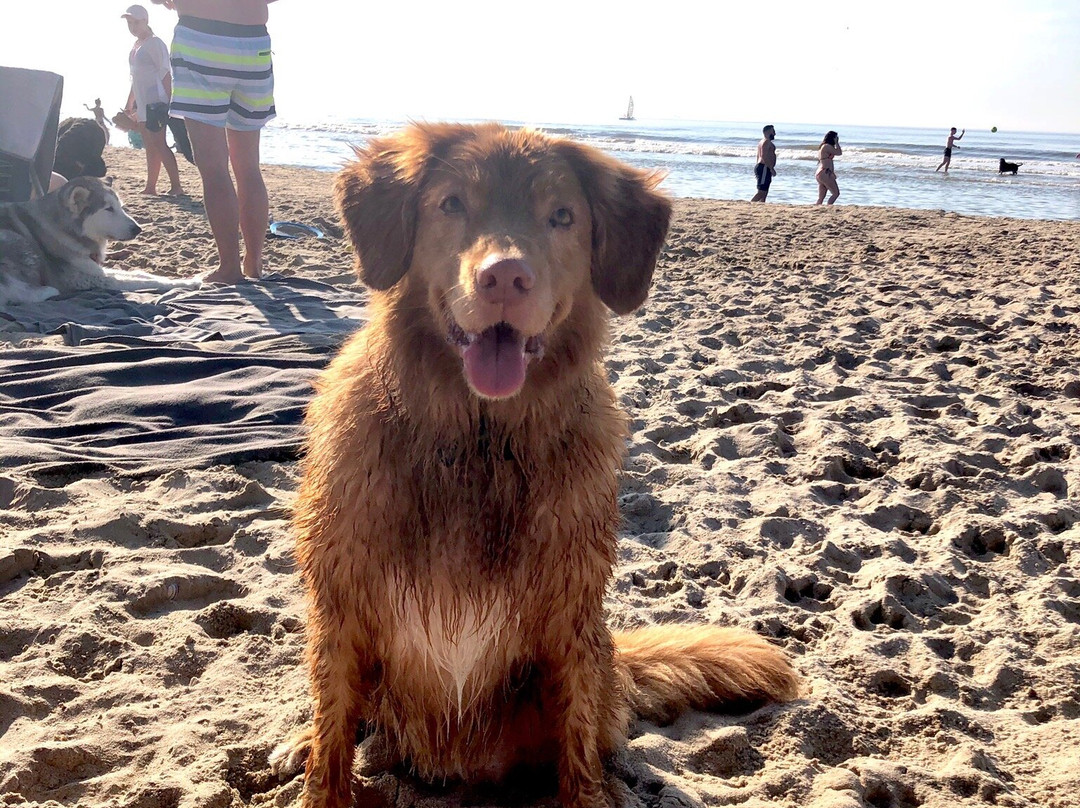 Honden strand Noordwijk景点图片