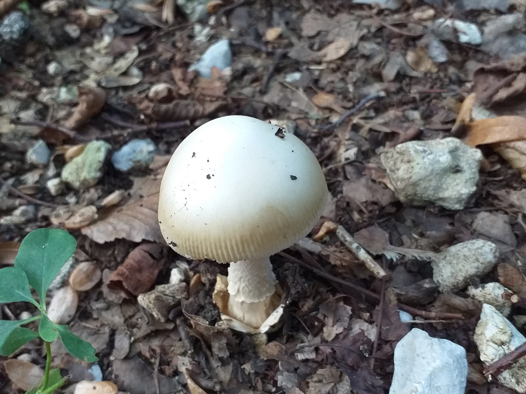 Sentiero naturalistico Gor景点图片