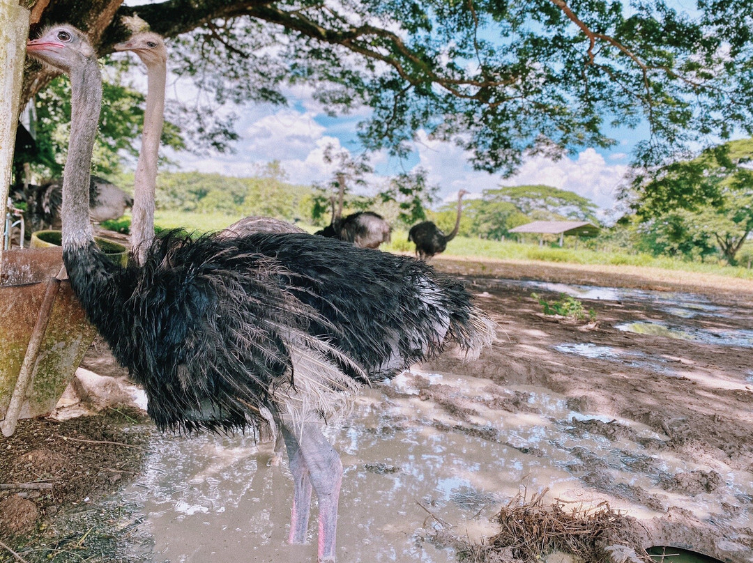 Dok Krai Reservoir-匹他那尼可必去景点