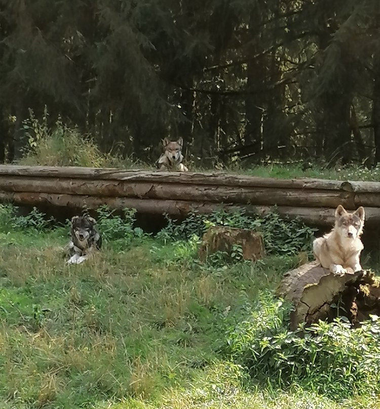 Wildpark Eekholt KG-Grossenaspe必去景点