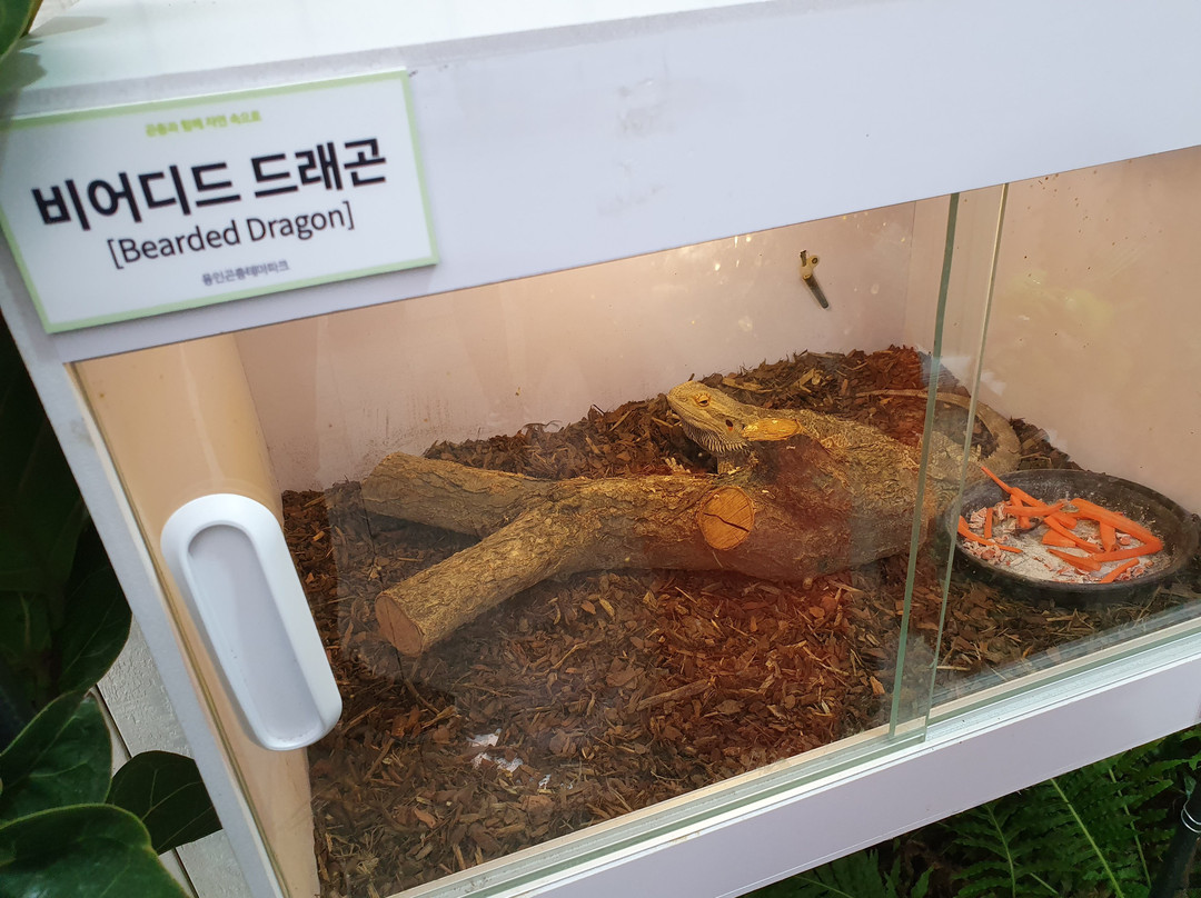 Yongin Gonchung Theme Park-龙仁市必去景点