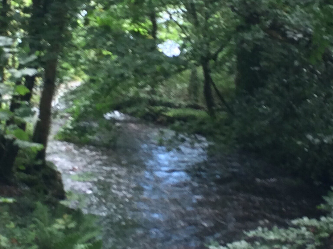 Deerpark Forest Walk-Virginia必去景点