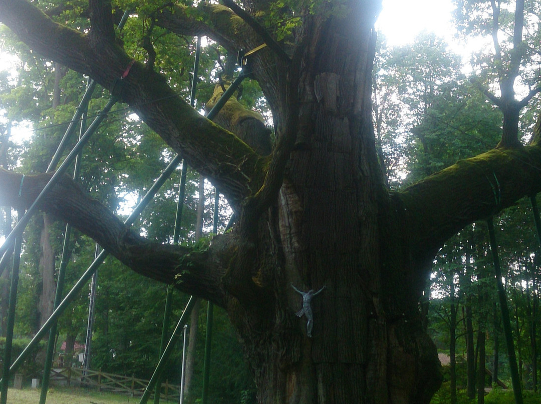 Bartek Oak Tree-Zagnansk必去景点