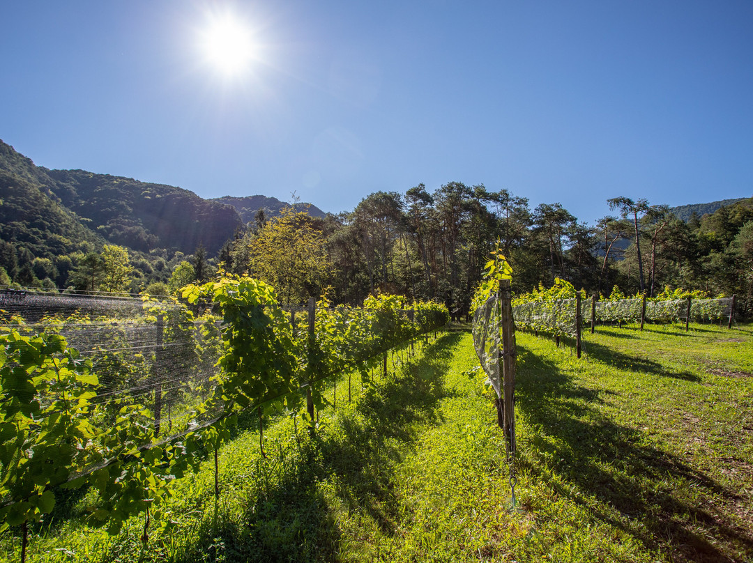 Azienda Agricola Bosc del Meneghi-Molina di Ledro必去景点