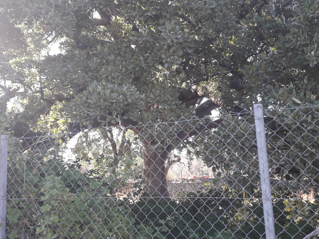 Quercia Vallonea-Tricase必去景点