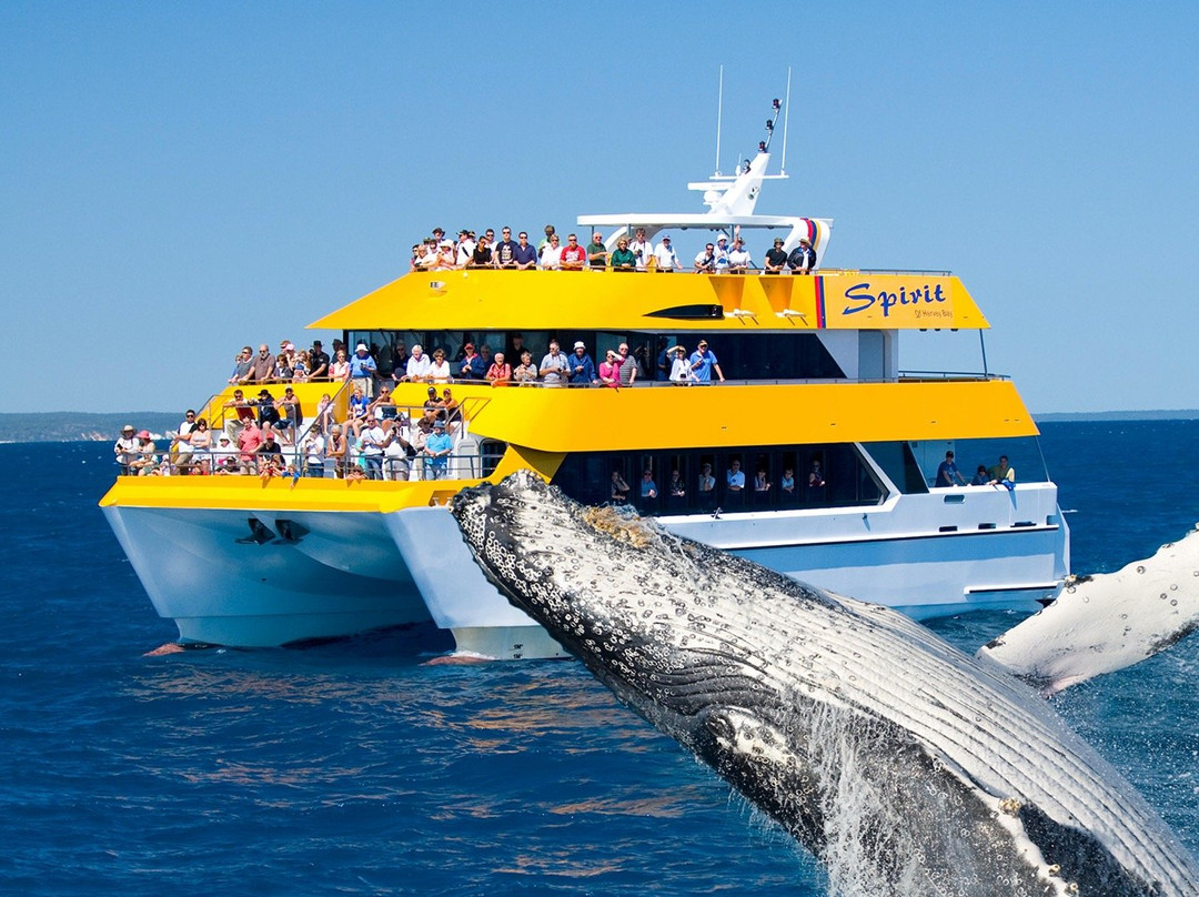 WhaleWatcher.com.au景点图片