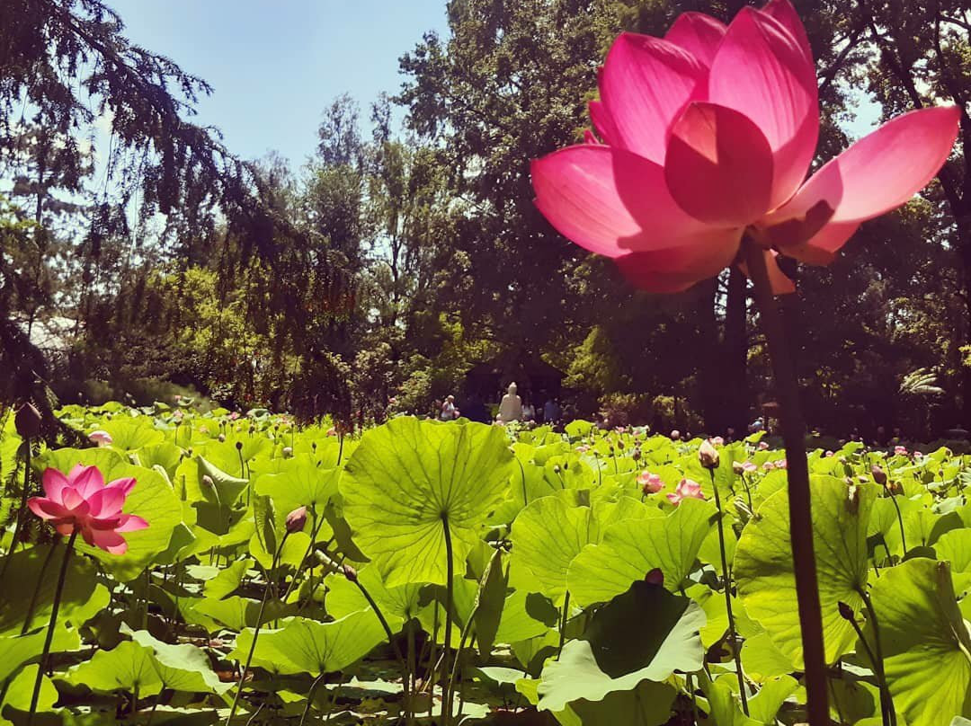 Botanical Garden of the University of Szeged景点图片