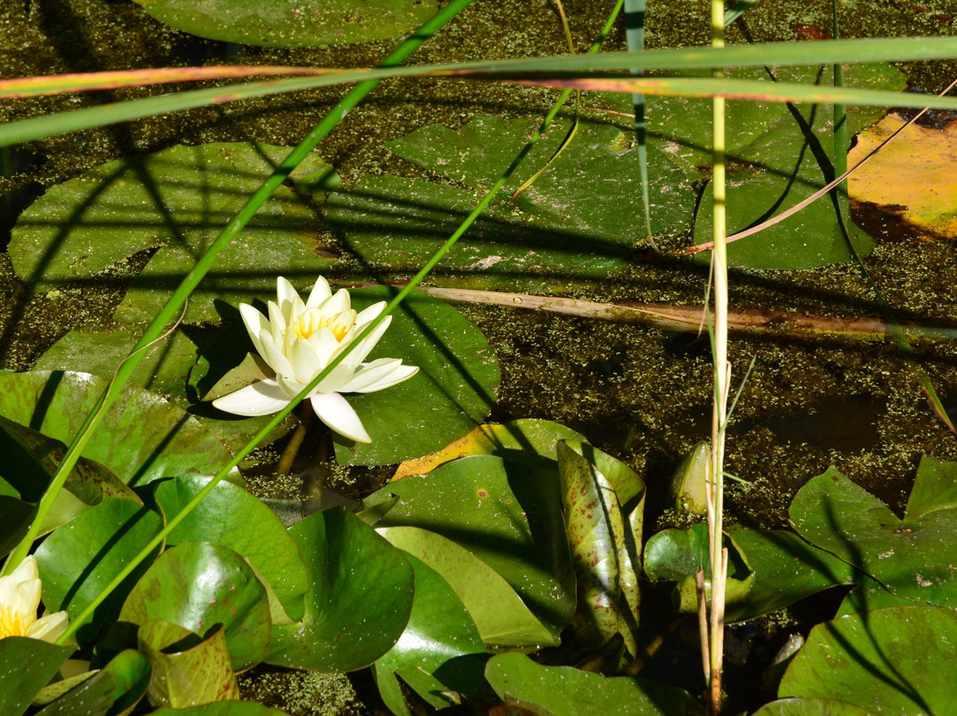 Jardin des Plantes景点图片