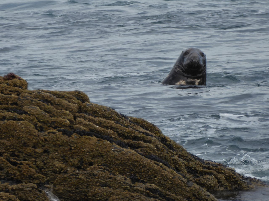 Cork Whale Watch景点图片
