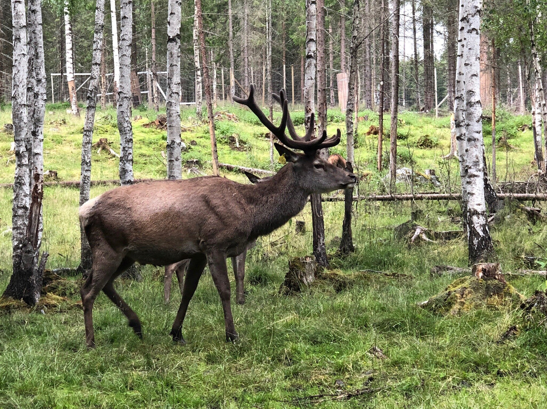 Barnas Gard Hunderfossen /Kid's farm Hunderfossen-Faberg必去景点