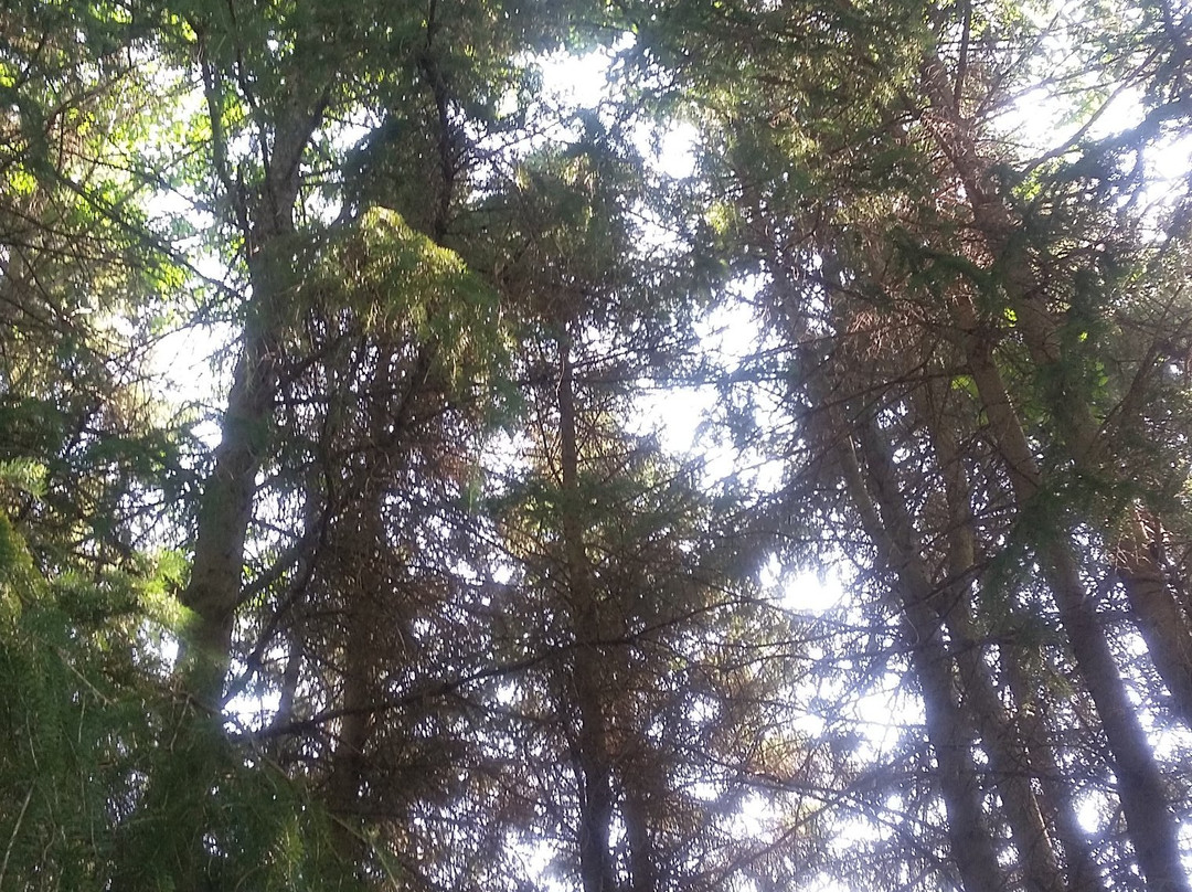 Albion Hills Conservation Park-卡利登必去景点