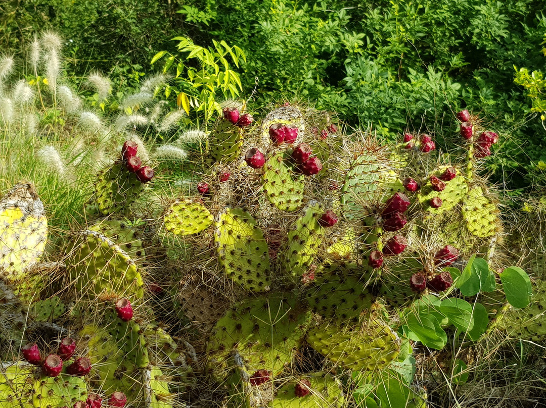 Giardino Botanico Lama degli Ulivi-莫诺波利必去景点