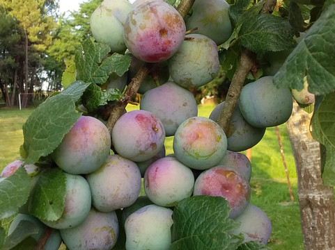 Domaine Dms Debah-Crespinet必去景点