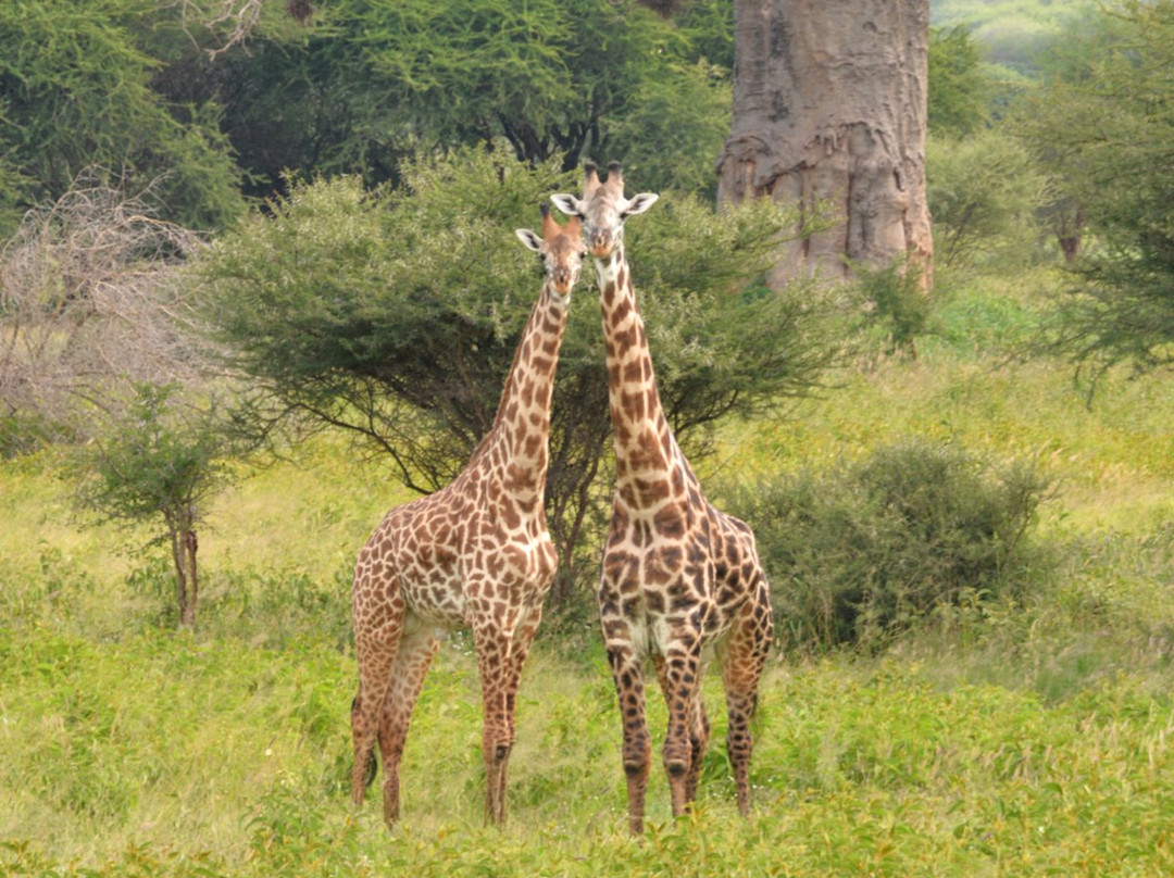 Exposed Africa-莫西必去景点