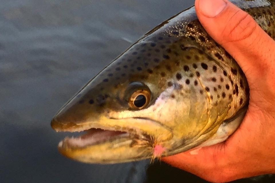 Five Star Expeditions-赫勒拿必去景点