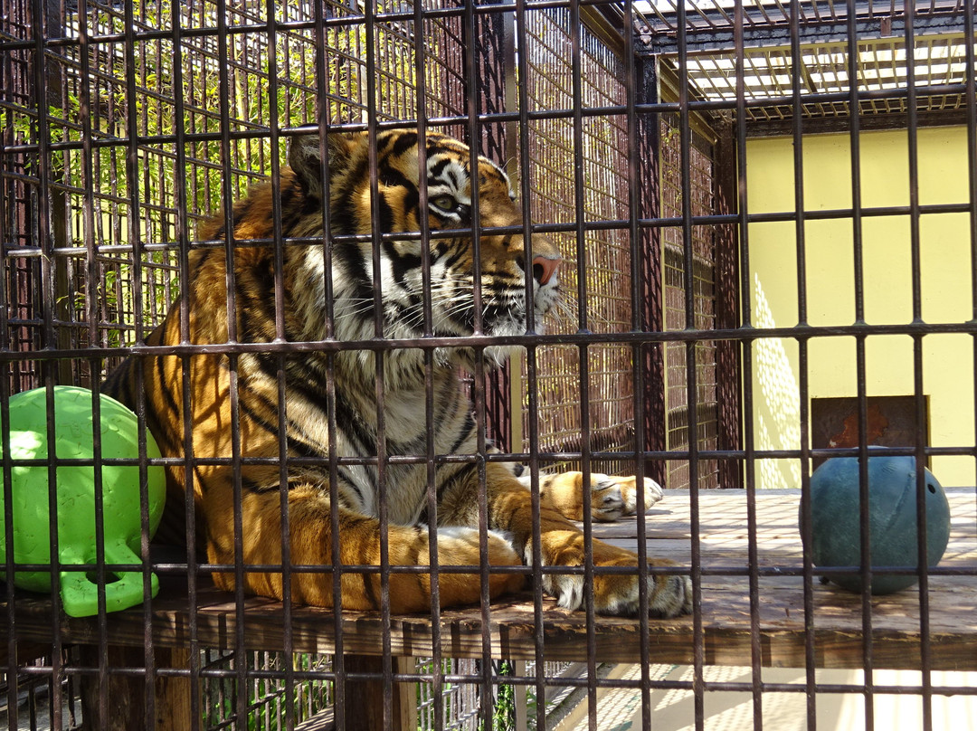 Miyazaki City Phoenix Zoo-宫崎市必去景点