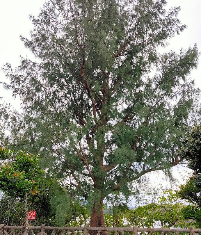 Nagura Amparu景点图片