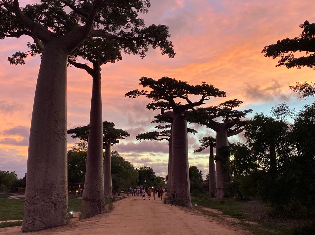 Madagascar Endemics & Resorts景点图片