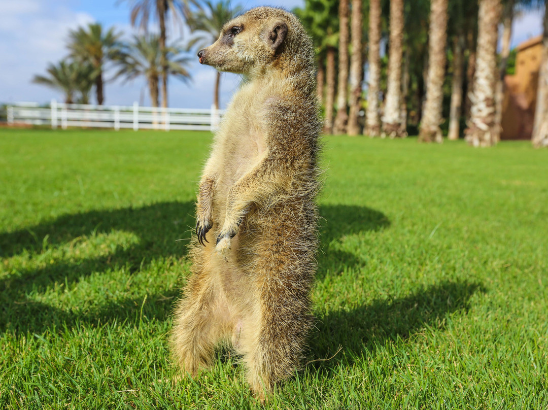 Le Zoo d'Agadir-阿加迪尔必去景点