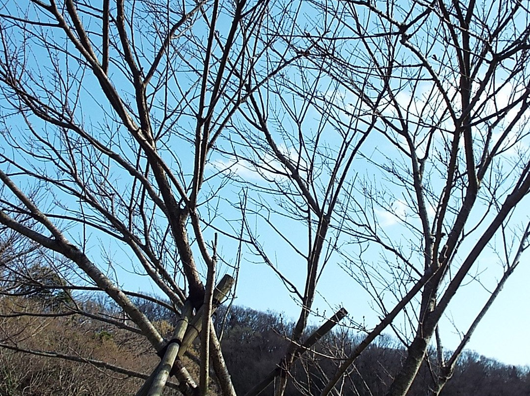 Oiso Sports Park-大矶町必去景点