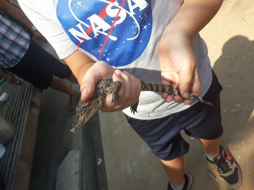 Battambang Crocodile Farm-马德望必去景点