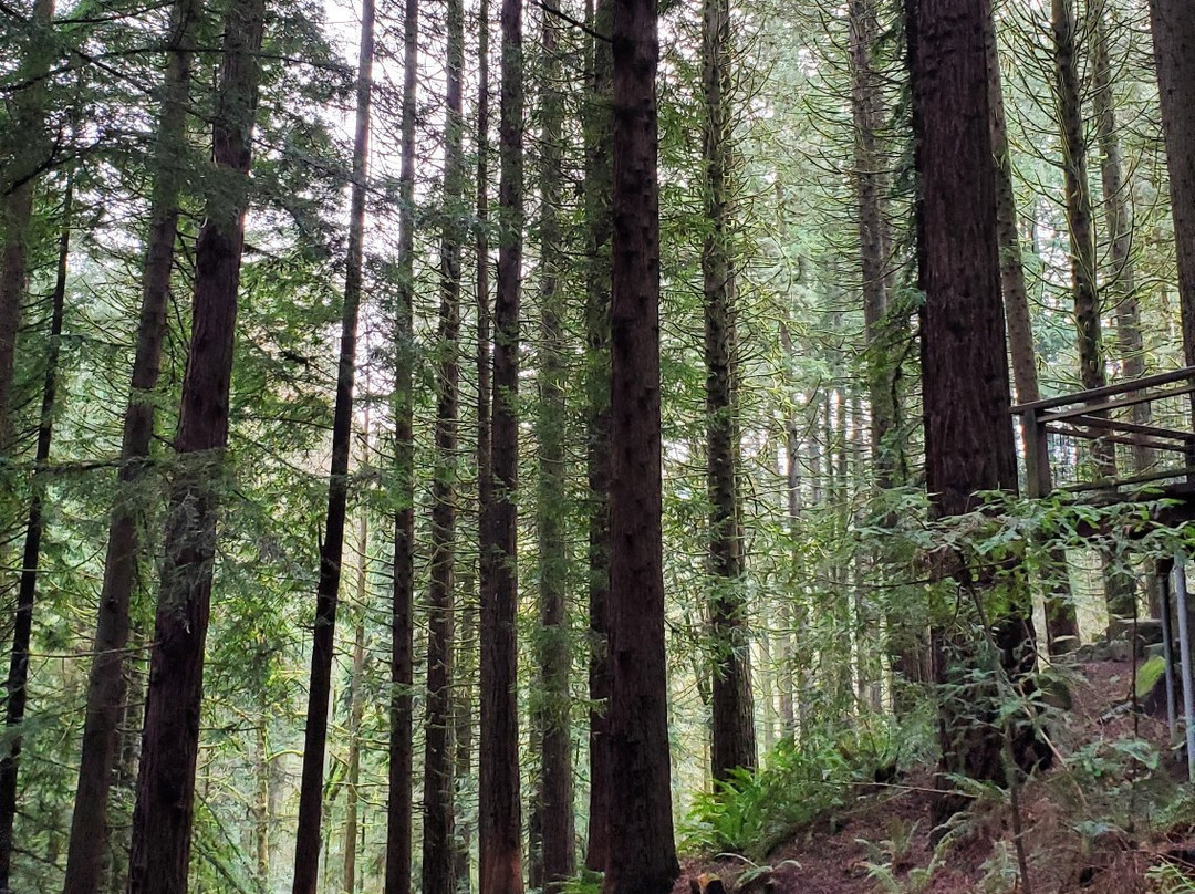 Hoyt Arboretum-波特兰必去景点