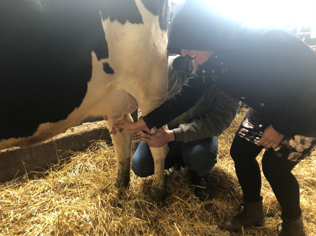 Shatto Dairy-Osborn必去景点