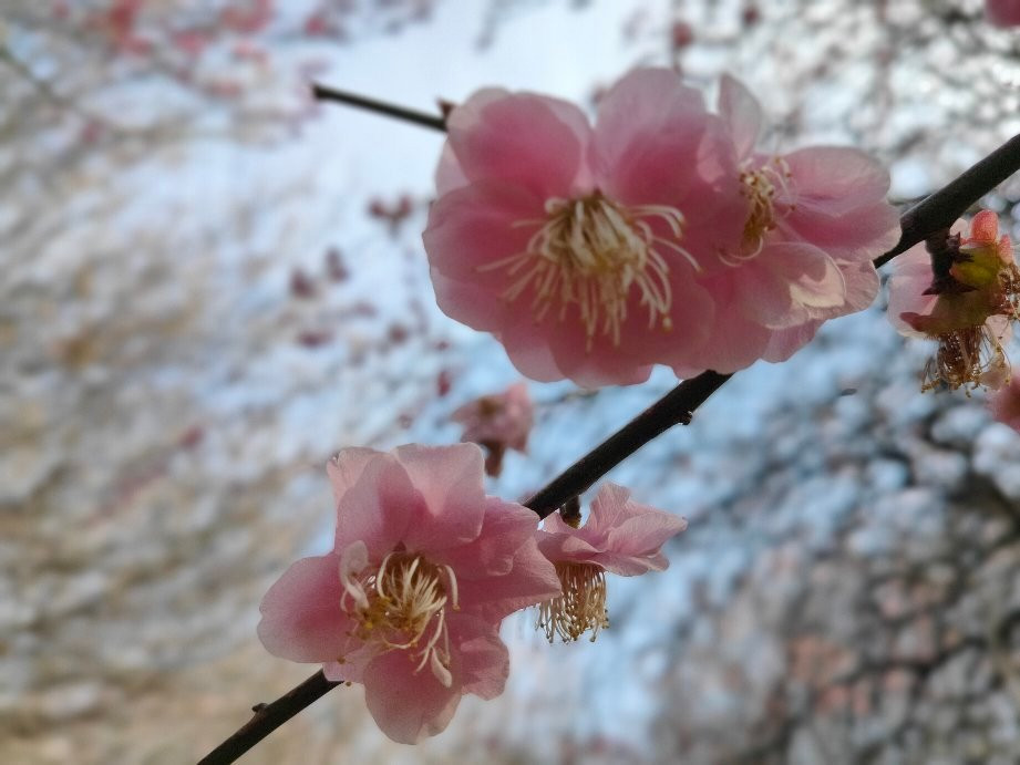 Koshigaya Bairin Park景点图片