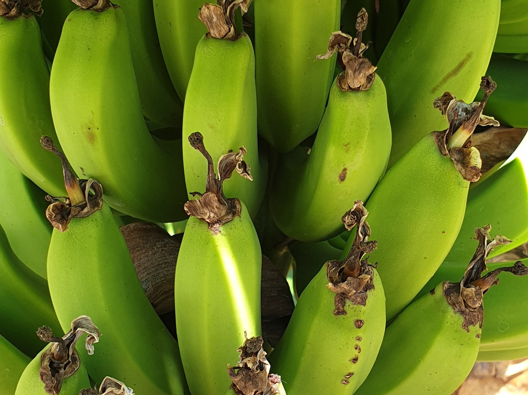 Vista Linda Montaña主图