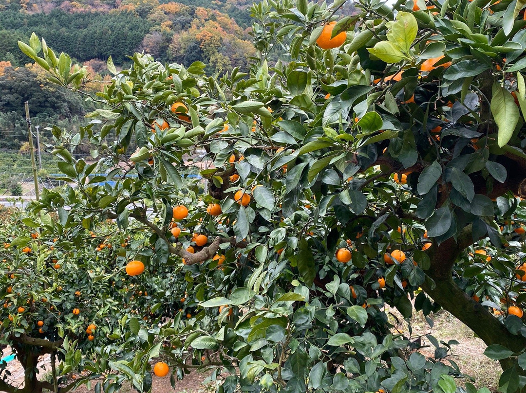 Kamago Orange Park-蒲郡港必去景点
