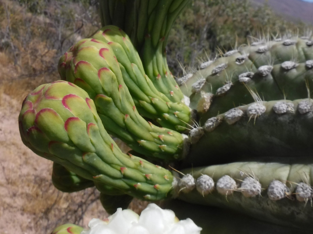 Phoenix Wilderness Adventures-Young必去景点