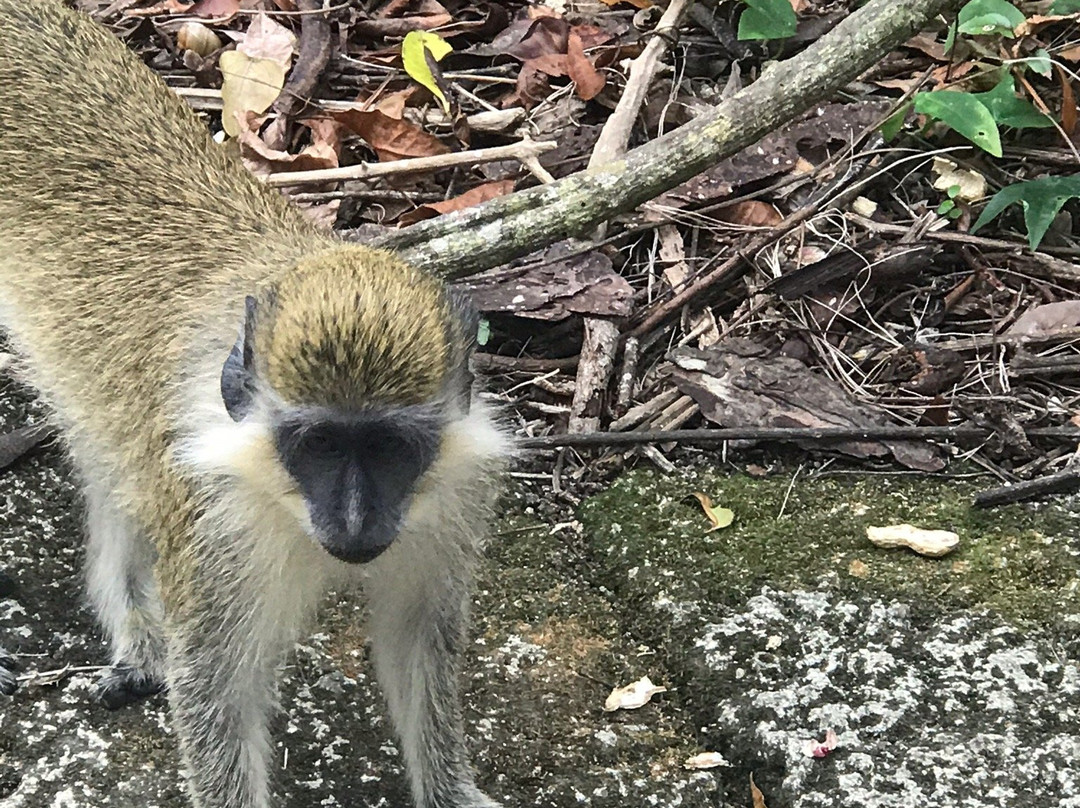 A Plus Tours and Events LTD Barbados-Holetown必去景点