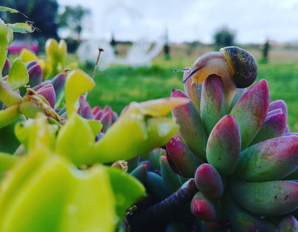 Velina酒店住宿-Agriturismo Tenuta Portararo