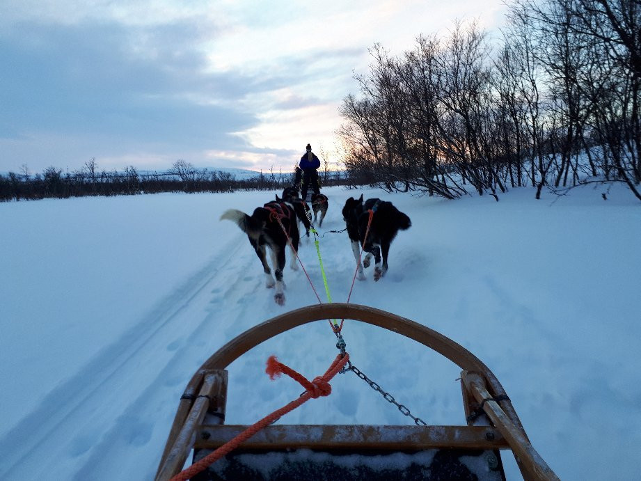 Tana Husky - Day Tours-Tana Bru必去景点