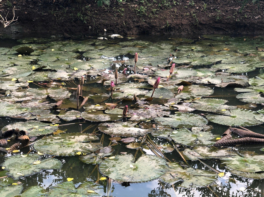 Snakehead Flying Fish-芹苴必去景点