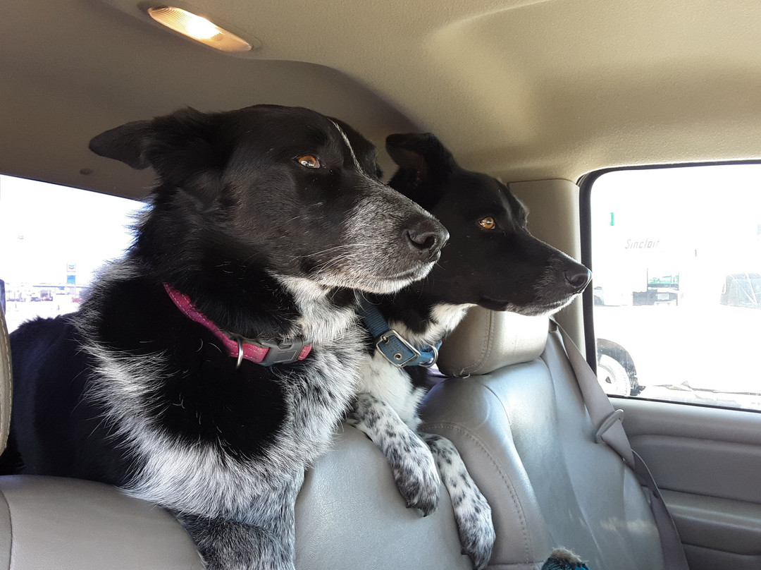 Quality Inn Wickenburg主图