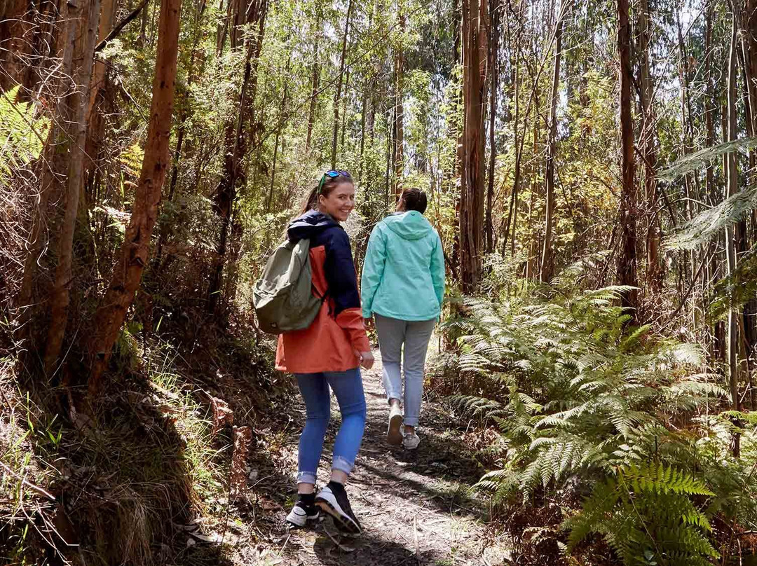 Kinglake National Park-Kinglake必去景点