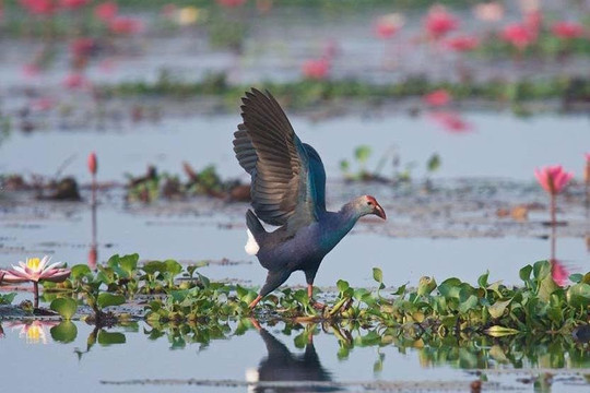 Goa SRC 375-加兰古特必去景点