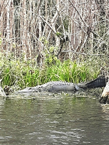 Discovery Kayak Tours-奥卡拉必去景点