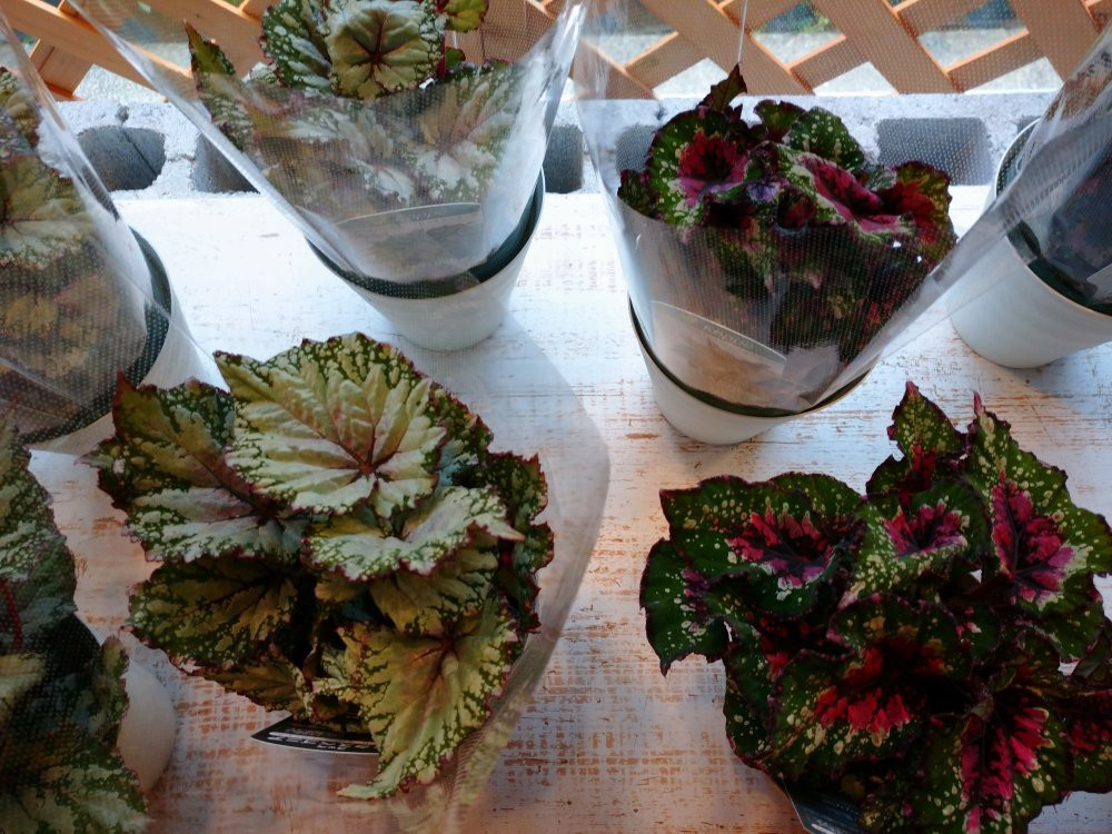 Begonia Garden-桑名市必去景点