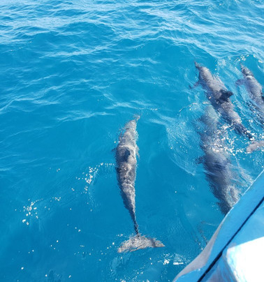 Embarcacao Patrick II-费尔南多-迪诺罗尼亚群岛必去景点