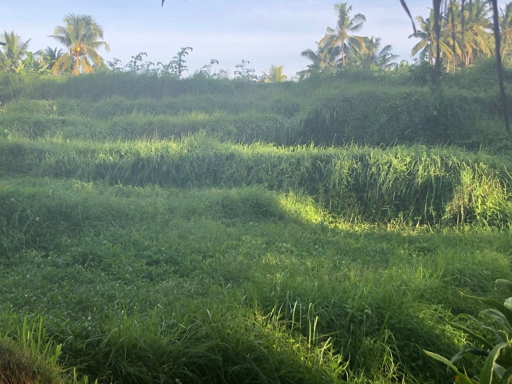 The Yoga House主图