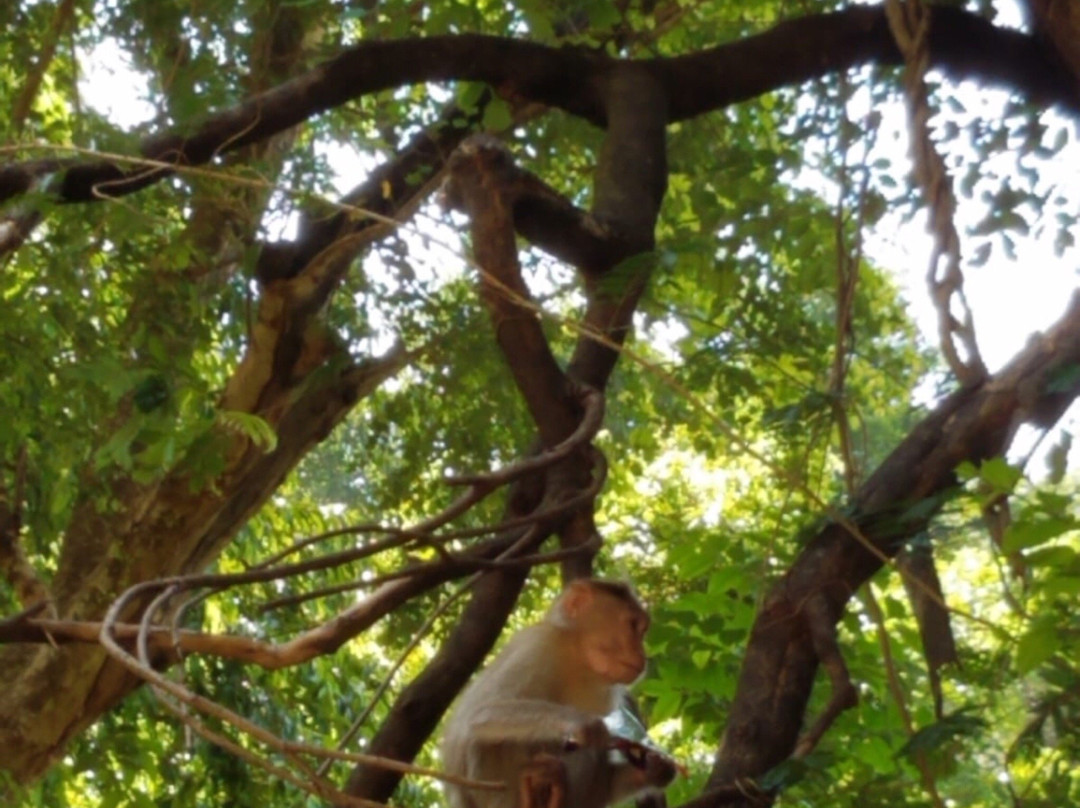 Kovai Kutralam Water Falls-孔巴托必去景点