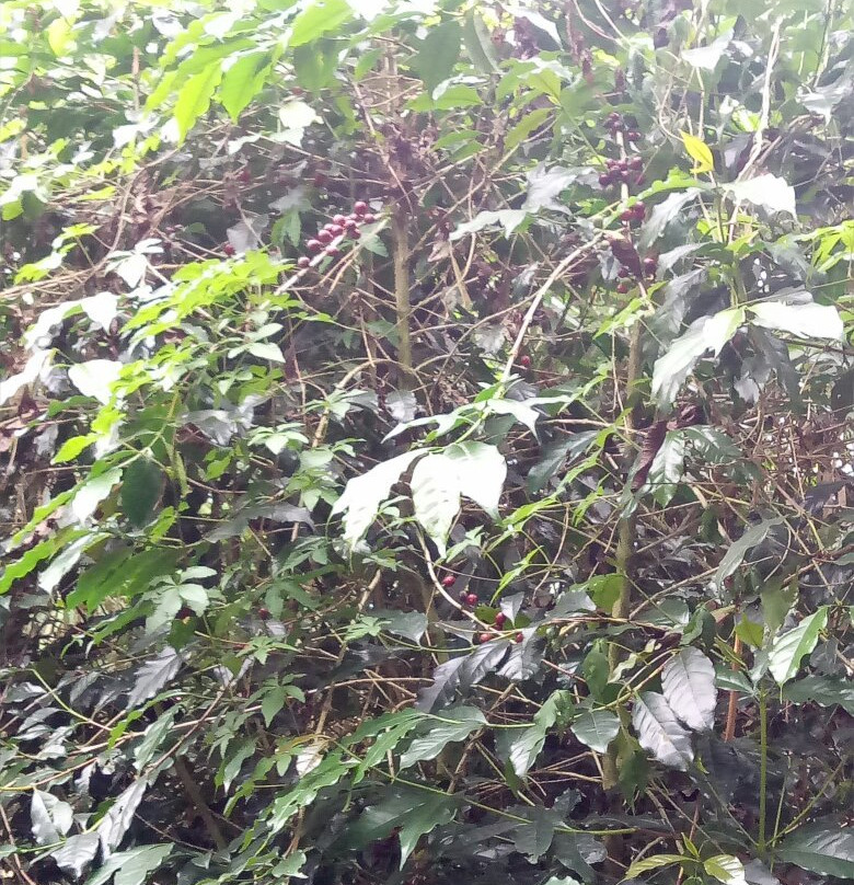 Tam-Awan Village主图