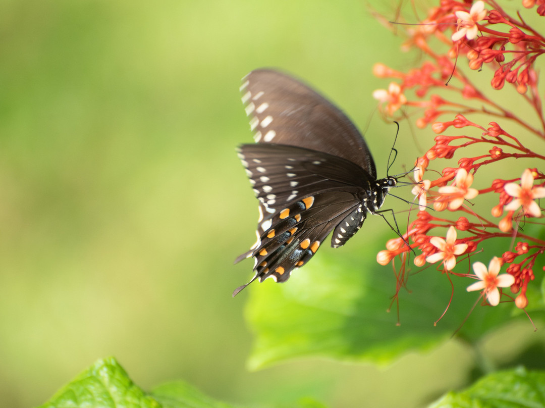 Amrit Yoga Institute-Salt Springs必去景点