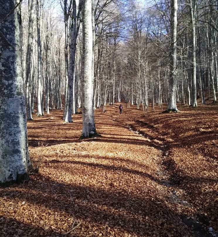 Bosco La Costara di Sasso di Castalda景点图片