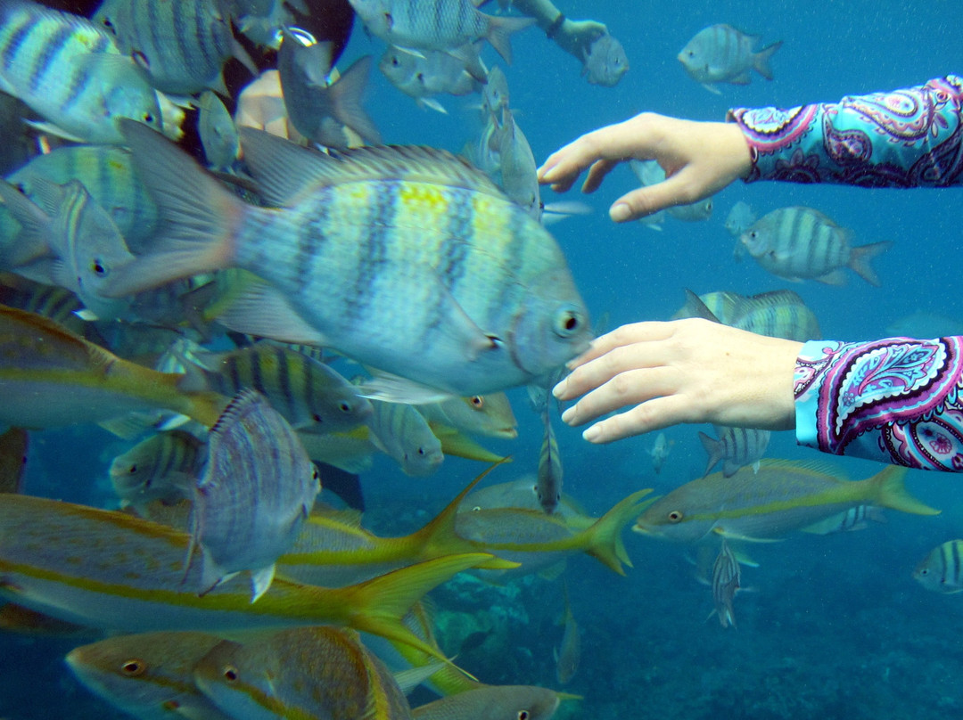 Hotel Coral Blanco主图