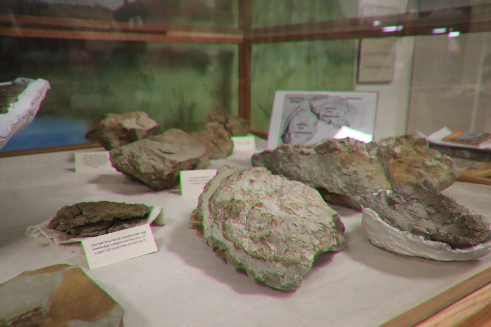 H. Earl Clack Memorial Museum-Havre必去景点